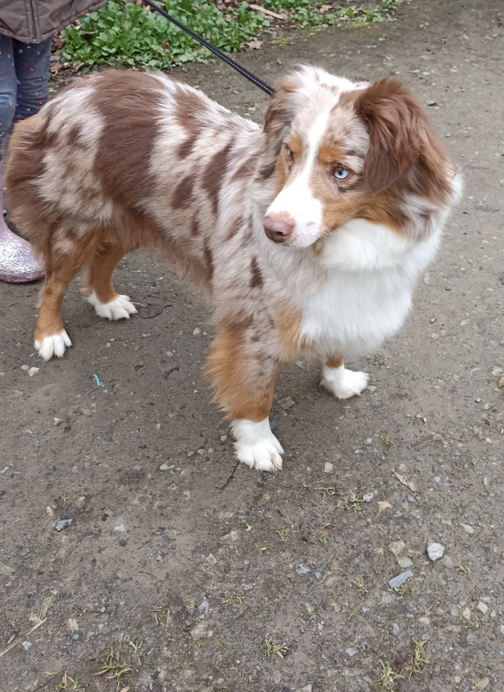 Ulanne forever Du royaume d'aria