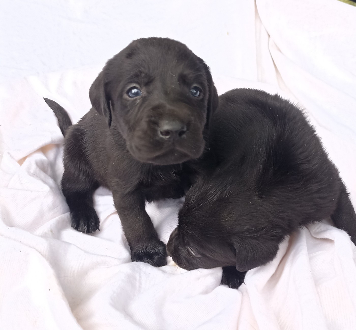 Chiots labrador