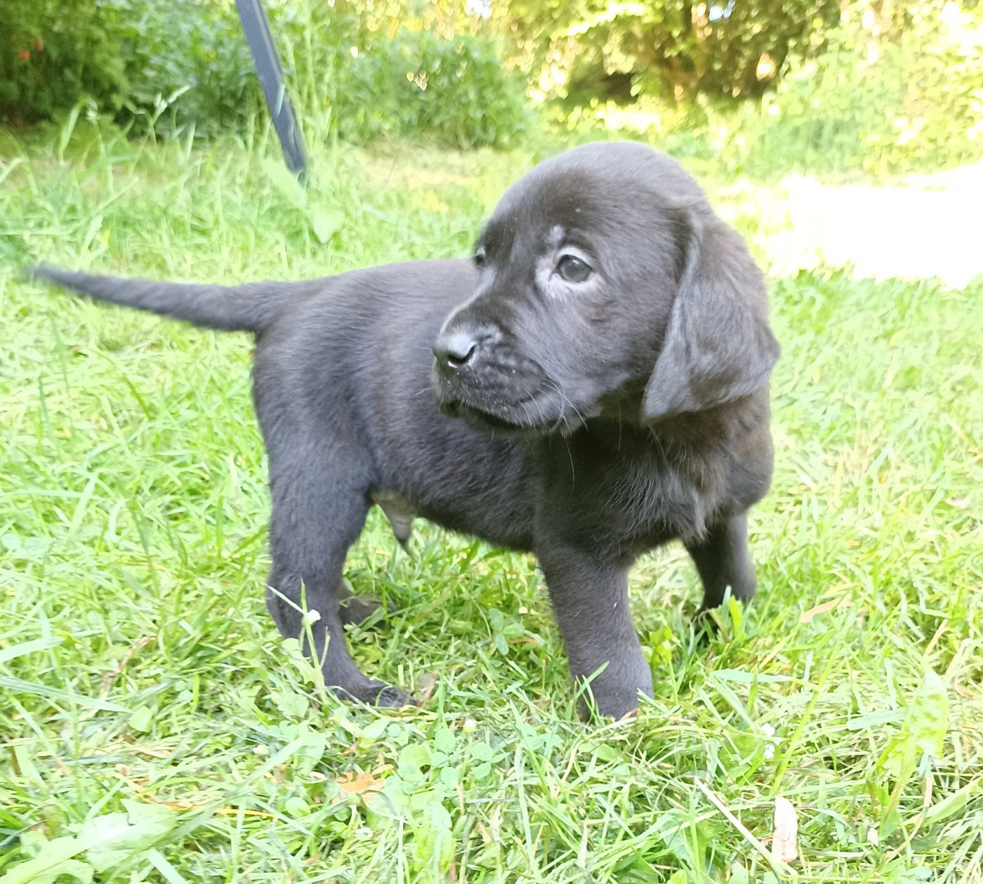 Chiots labrador