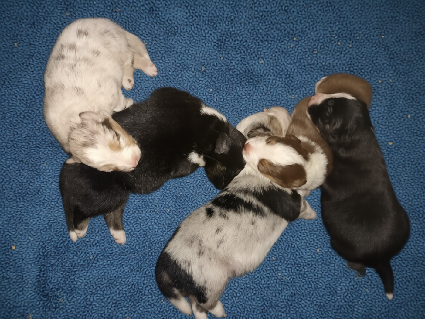 Chiots berger américain a réservé
