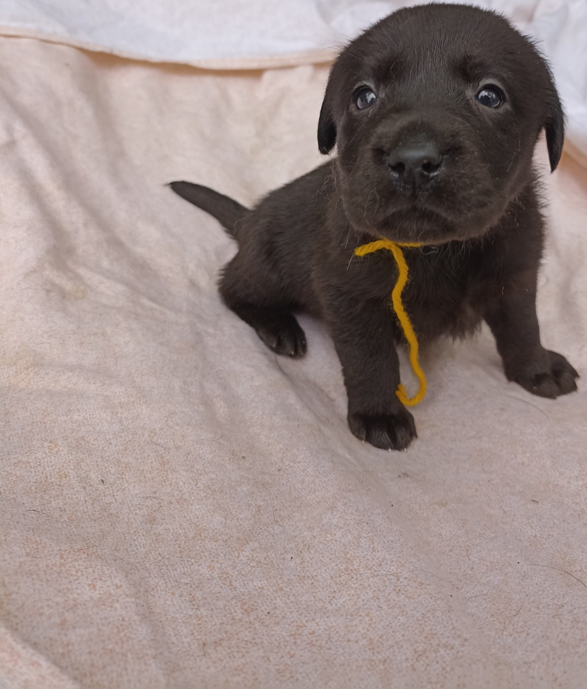 du Bonheur d'Iris - Chiots disponibles - Labrador Retriever