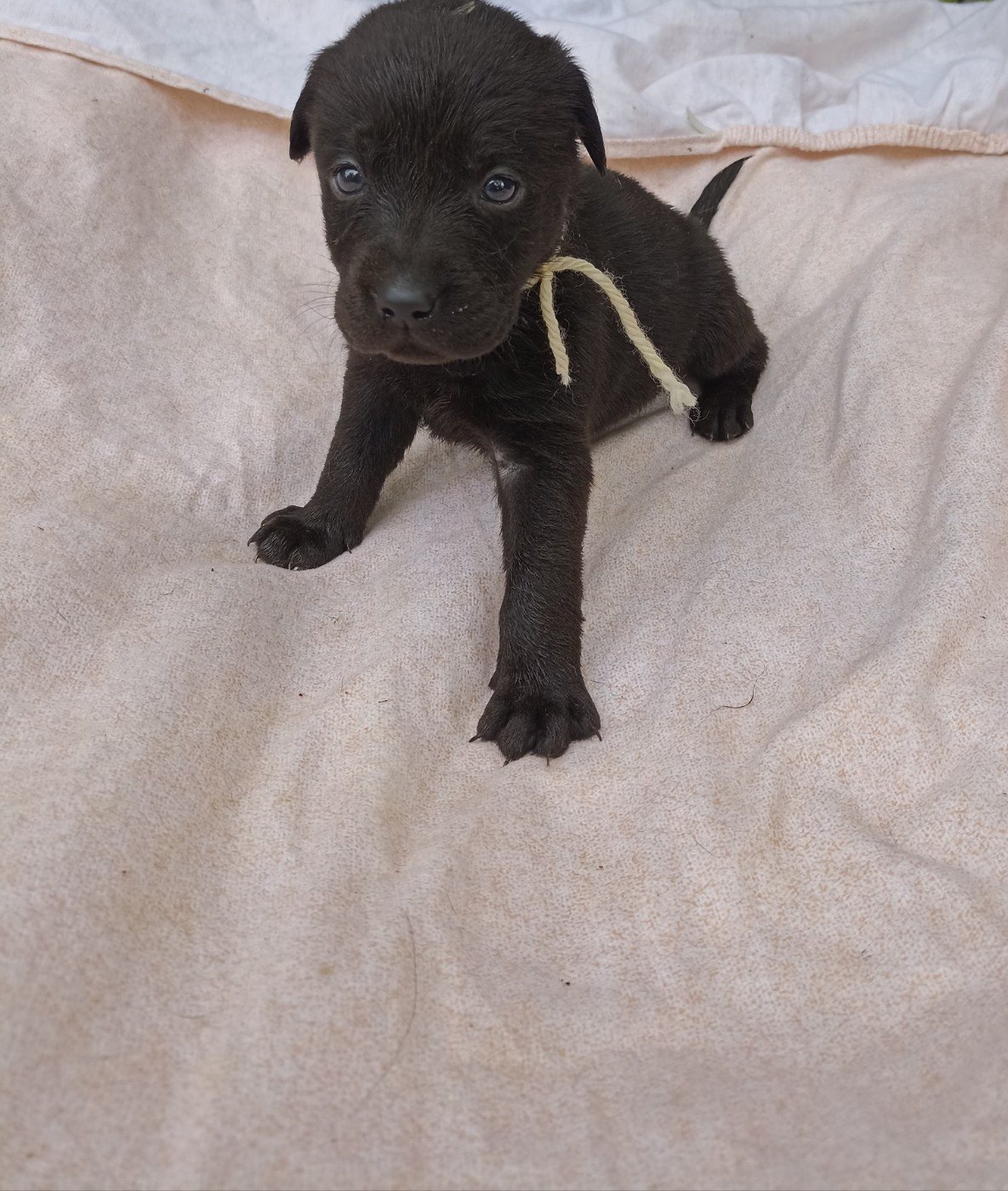 du Bonheur d'Iris - Chiots disponibles - Labrador Retriever