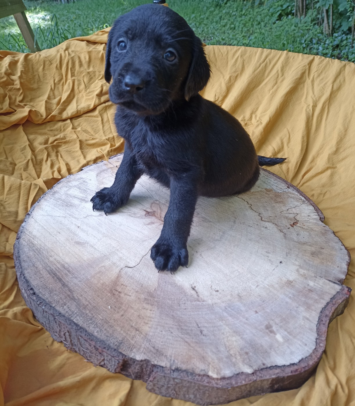 du Bonheur d'Iris - Chiots disponibles - Labrador Retriever