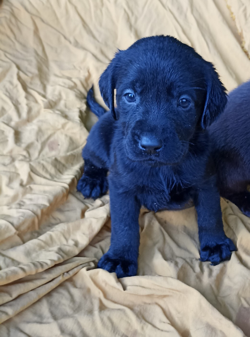 du Bonheur d'Iris - Chiots disponibles - Labrador Retriever