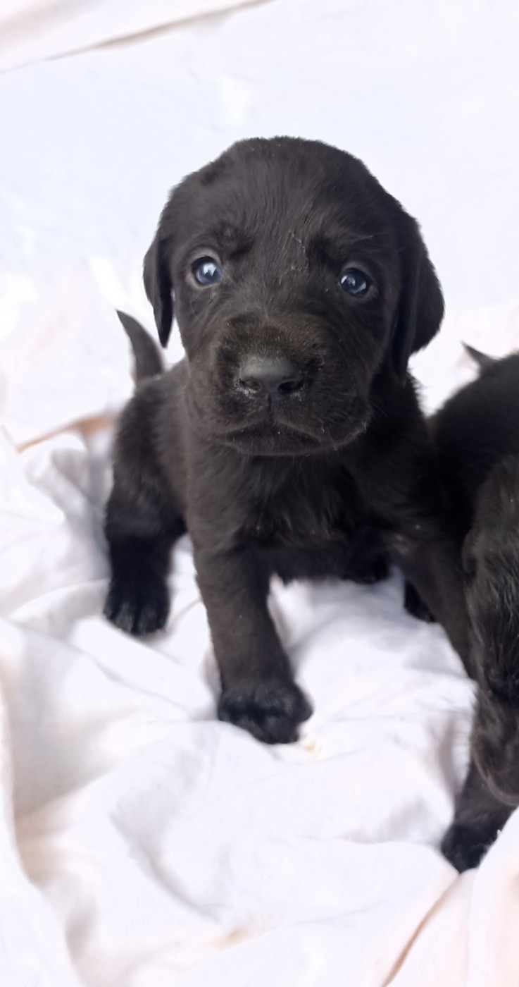 du Bonheur d'Iris - Chiots disponibles - Labrador Retriever