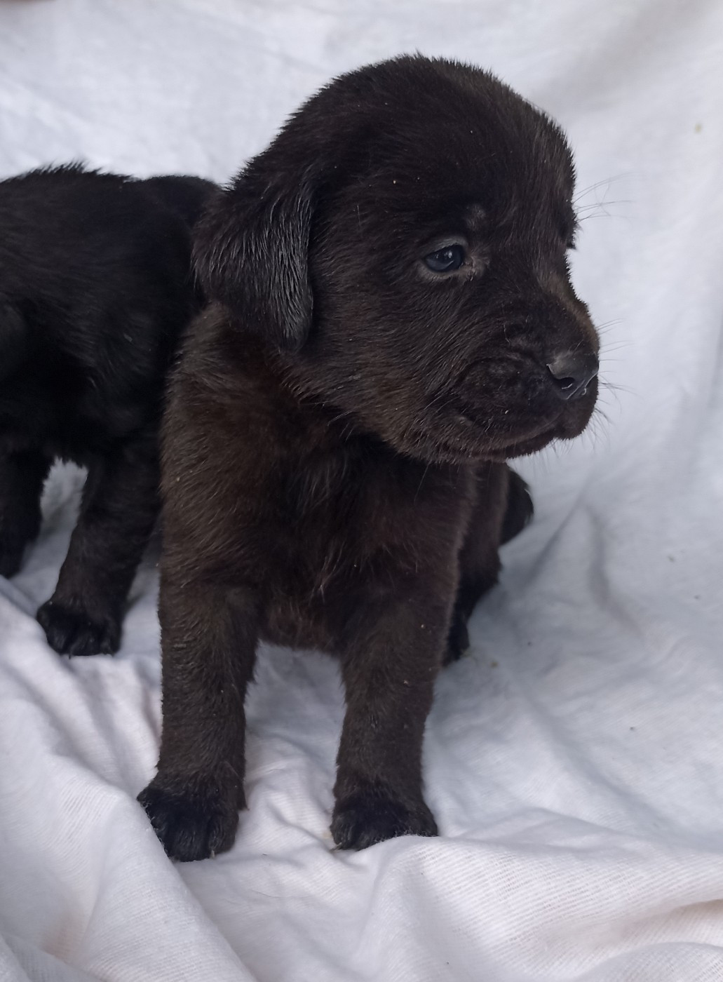 du Bonheur d'Iris - Chiots disponibles - Labrador Retriever