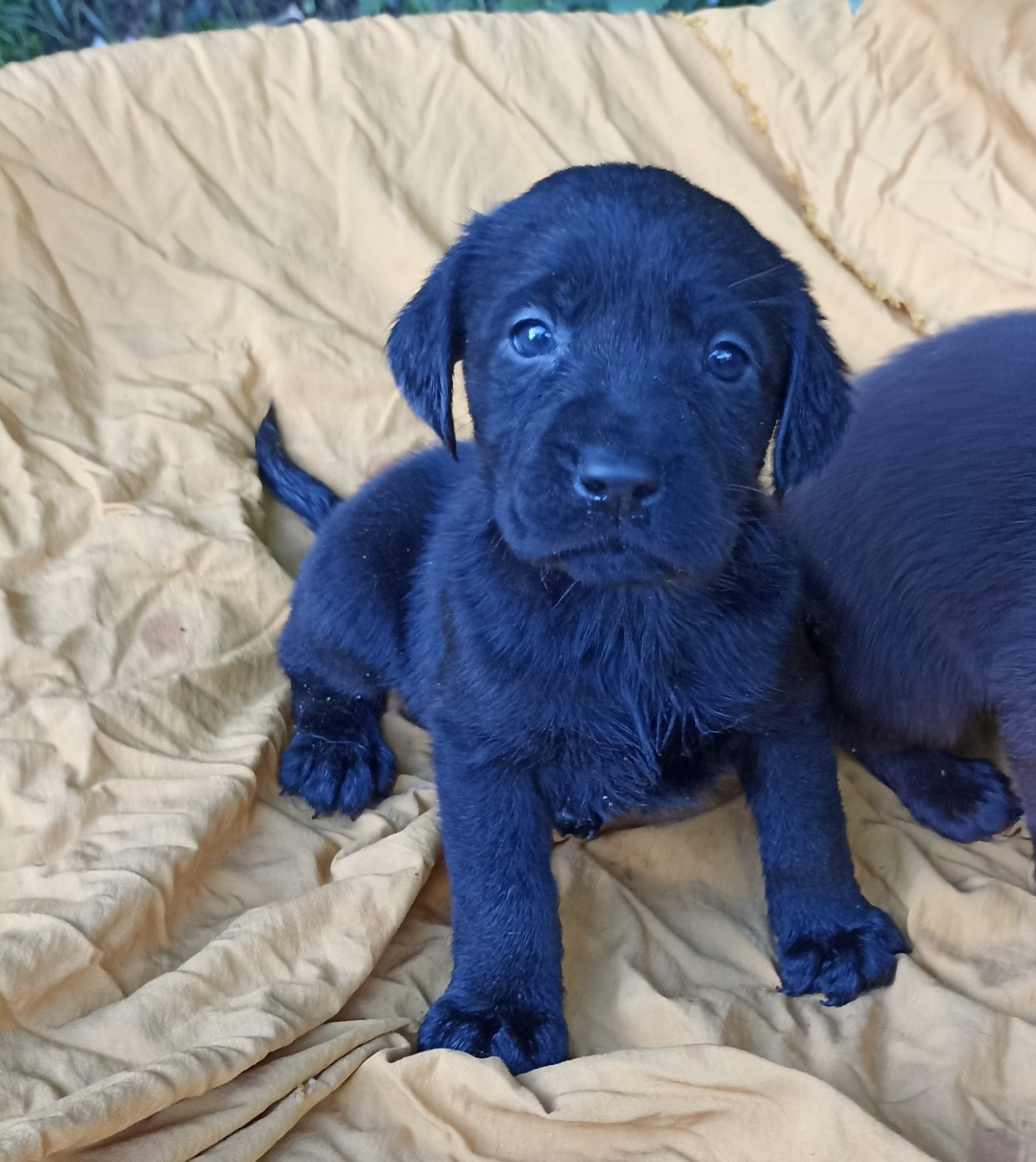 du Bonheur d'Iris - Chiots disponibles - Labrador Retriever