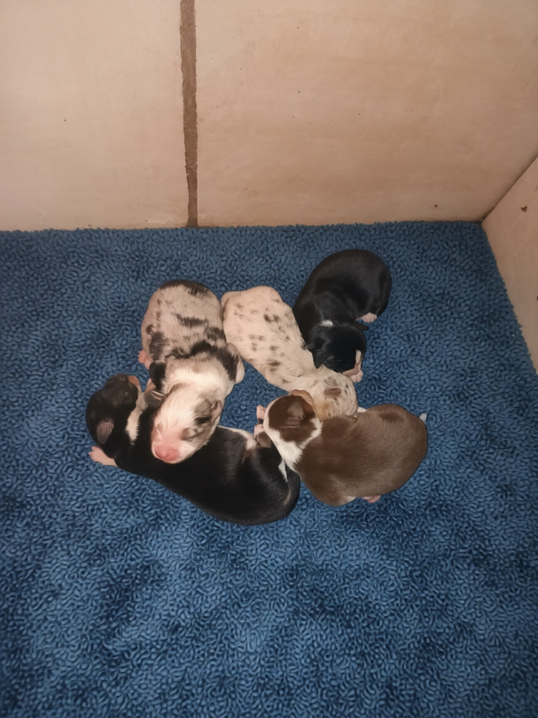 du Bonheur d'Iris - Chiots disponibles - Berger Américain Miniature 