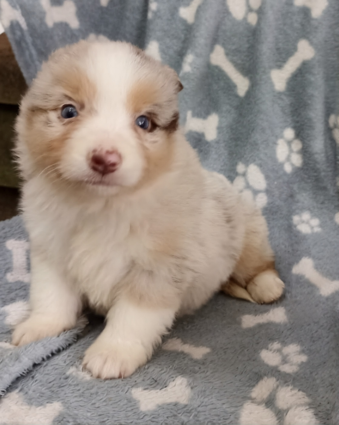 du Bonheur d'Iris - Chiots disponibles - Berger Américain Miniature 