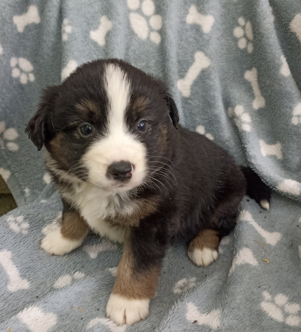 du Bonheur d'Iris - Chiots disponibles - Berger Américain Miniature 
