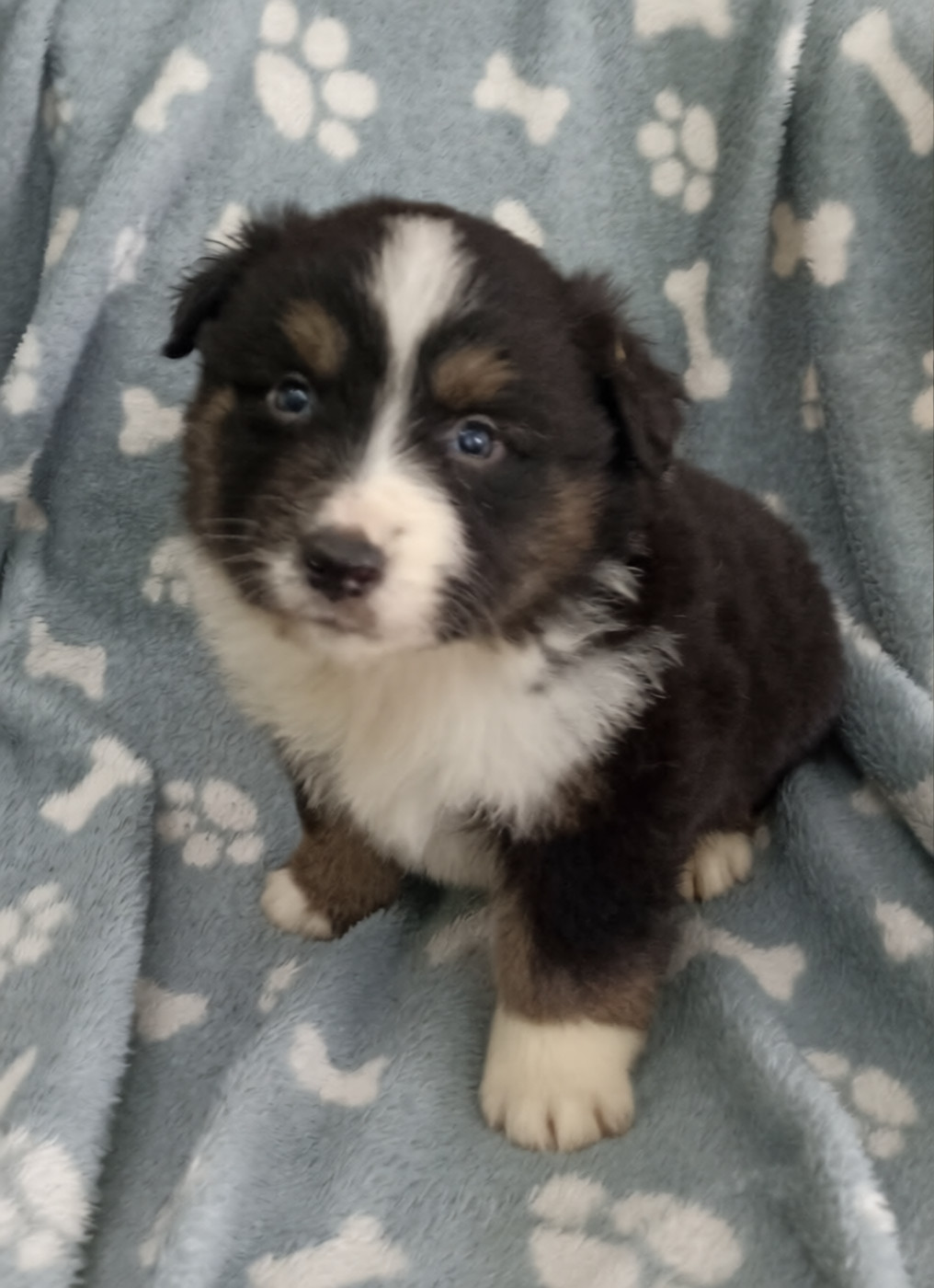 du Bonheur d'Iris - Chiots disponibles - Berger Américain Miniature 
