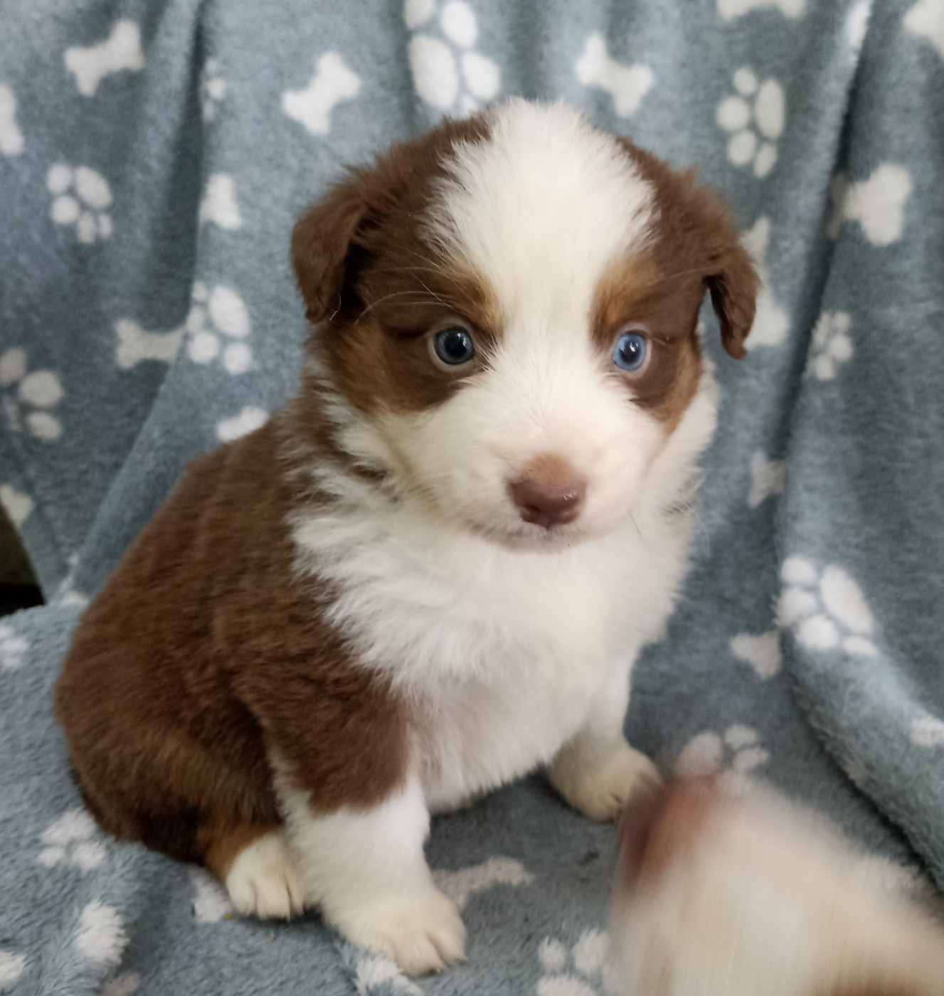 du Bonheur d'Iris - Chiots disponibles - Berger Américain Miniature 