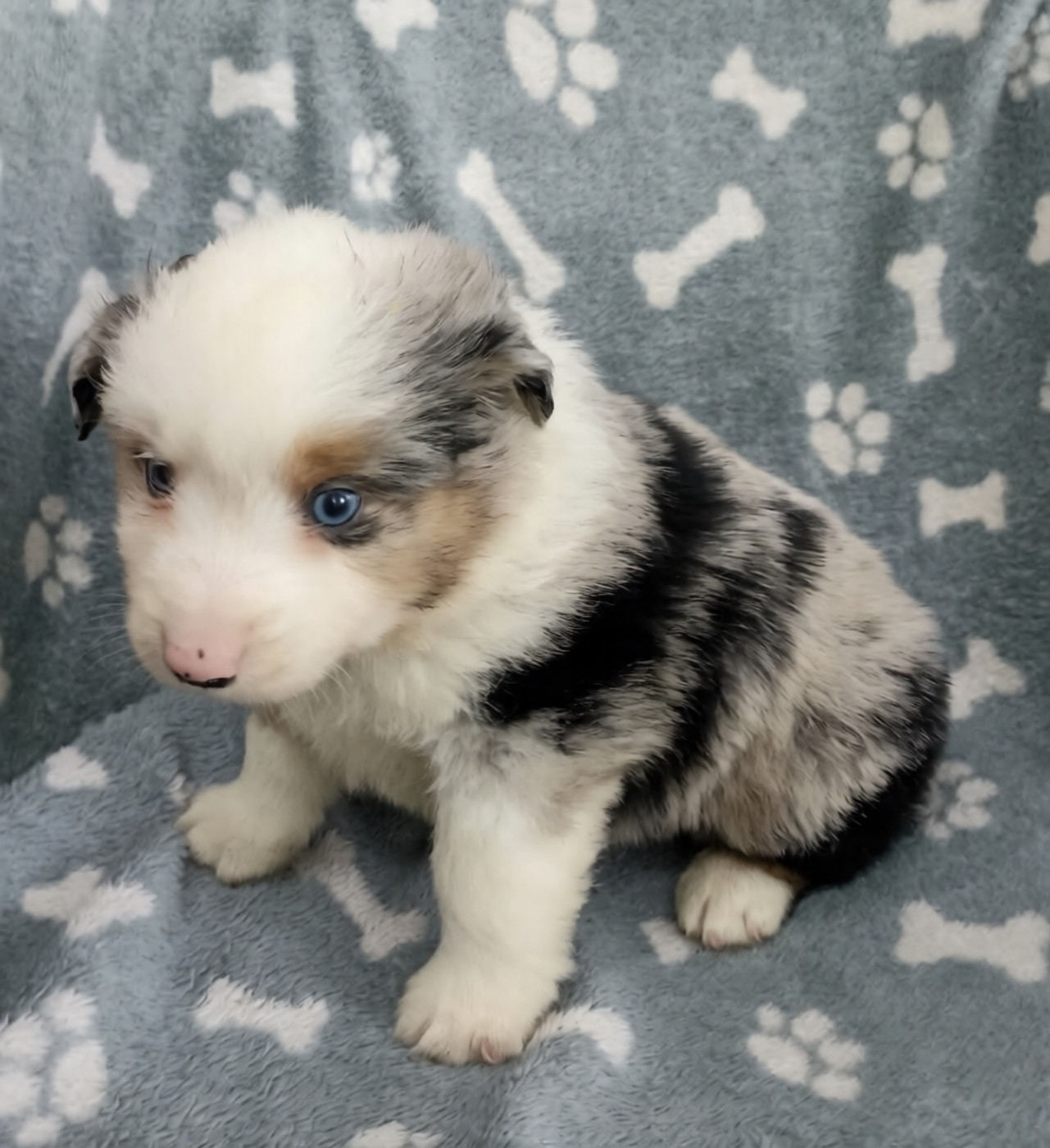 du Bonheur d'Iris - Chiots disponibles - Berger Américain Miniature 