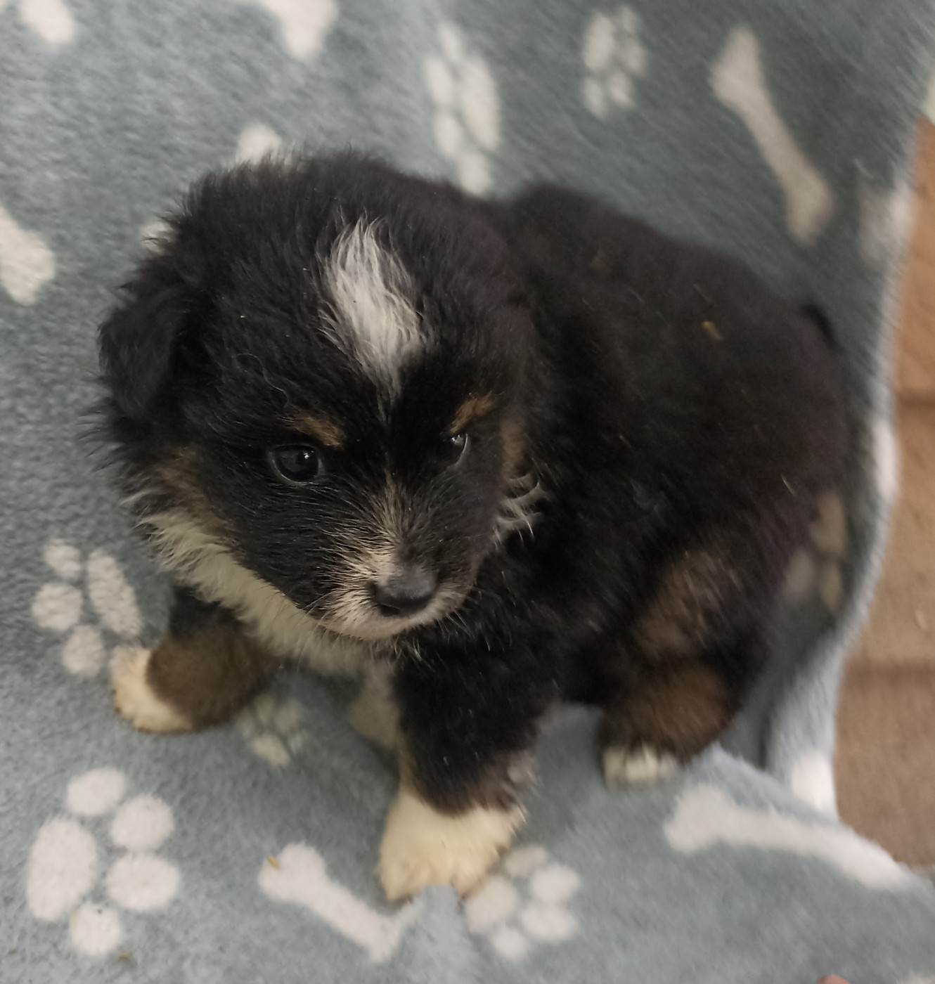 du Bonheur d'Iris - Chiots disponibles - Berger Américain Miniature 