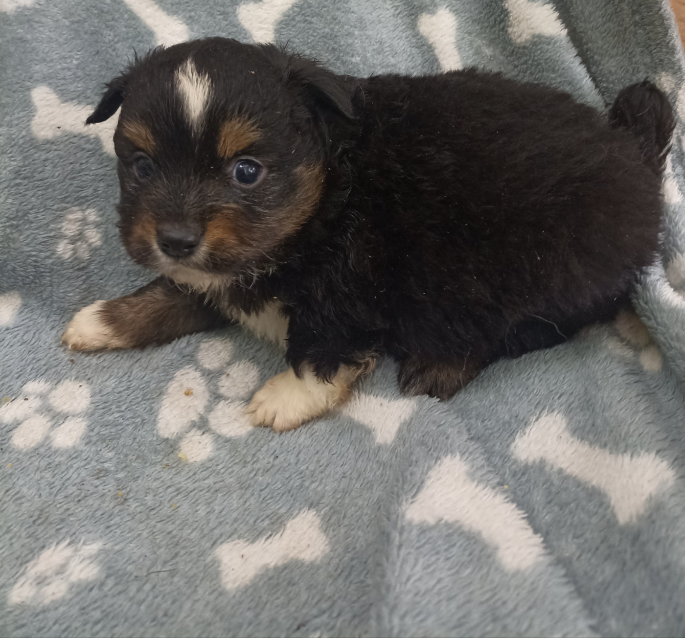 du Bonheur d'Iris - Chiots disponibles - Berger Américain Miniature 