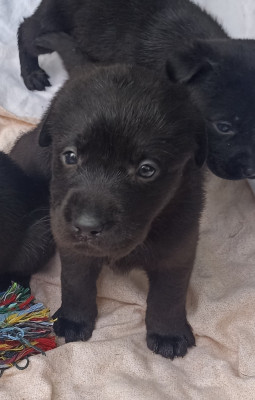 CHIOT 2