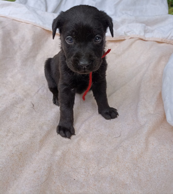 CHIOT 1