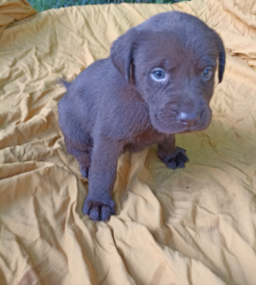CHIOT 5