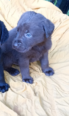 CHIOT 6
