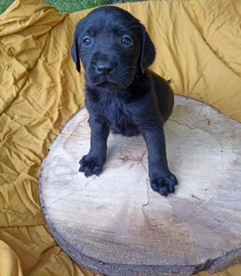 CHIOT 8