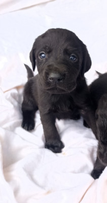 CHIOT 10