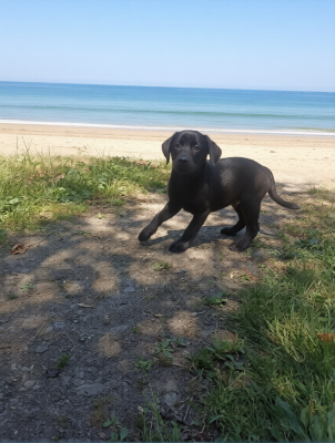 CHIOT 7