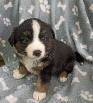 CHIOT 2